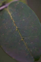 Chionanthus foveolatus