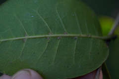 Chionanthus foveolatus