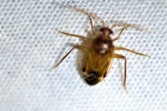 Eustictus