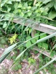 Elymus