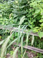 Elymus