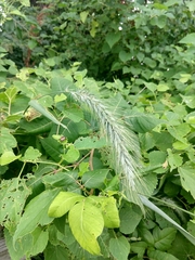 Elymus