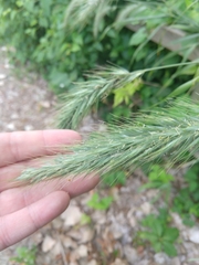 Elymus