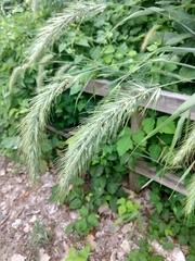 Elymus