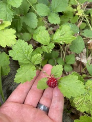 Rubus arcticus