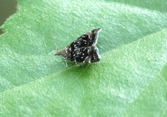 Prochoreutis