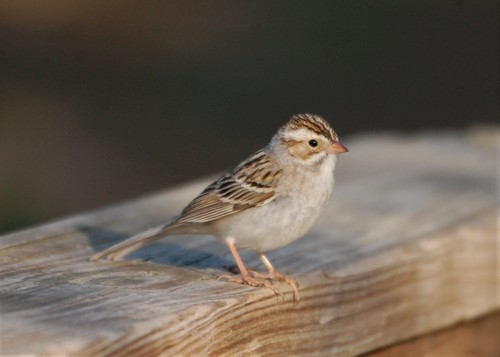 Clay-colored Sparrow