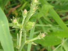 Tettigoniidae