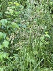 Scirpus atrocinctus