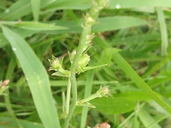 Tettigoniidae
