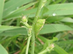 Tettigoniidae