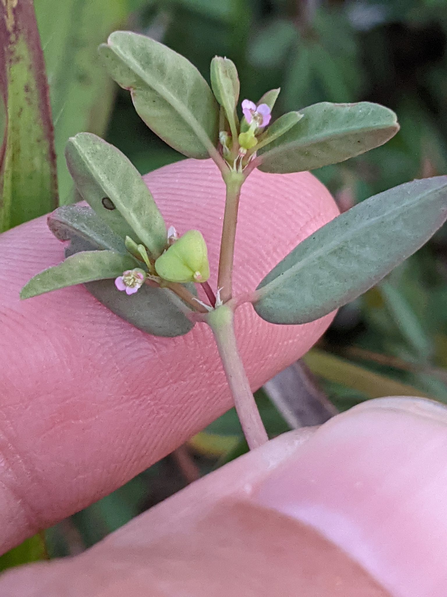 Euphorbia bombensis