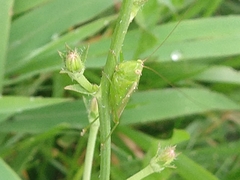 Tettigoniidae