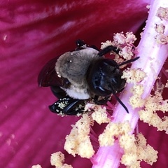 Ptilothrix bombiformis