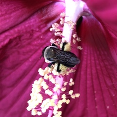 Ptilothrix bombiformis