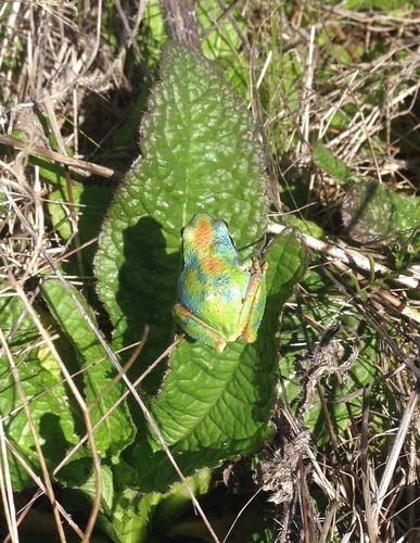Pacific chorus frog photographed in California