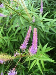 Veronicastrum