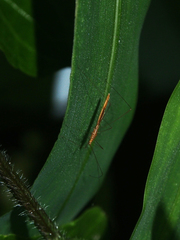 Yemmalysus parallelus