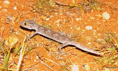 Strophurus ciliaris aberrans