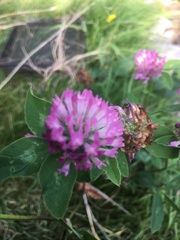 Trifolium pratense