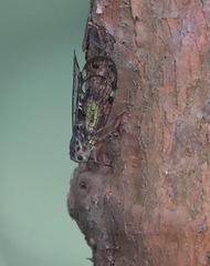 Varcia pyramidalis