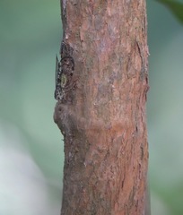 Varcia pyramidalis