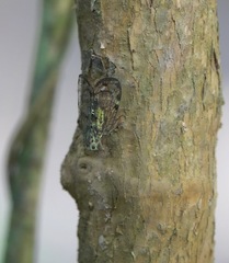 Varcia pyramidalis