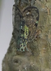 Varcia pyramidalis