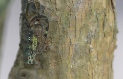 Varcia pyramidalis