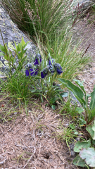 Campanula alpina