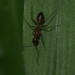 Camponotus carin