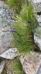 Campanula scheuchzeri
