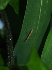 Yemmalysus parallelus