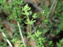 Galium nuttallii