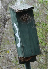 Megascops asio mccallii