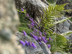 Campanula carnica