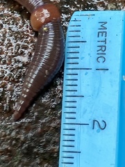 Lumbricus rubellus