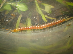 Scolopocryptops gracilis