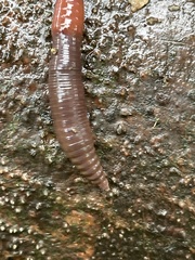 Lumbricus rubellus