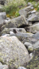 Aculepeira carbonarioides