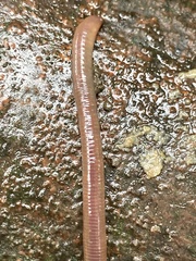 Lumbricus rubellus