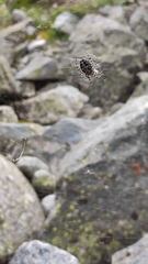 Aculepeira carbonarioides