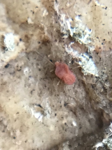 Smarididae