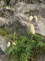 Sanguisorba dodecandra