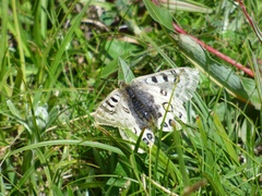 Parnassius szechenyii