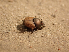 Onthophagus coenobita