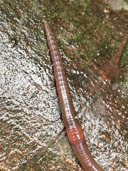 Lumbricus rubellus
