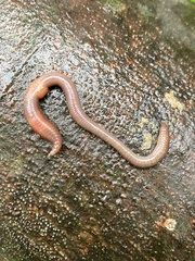 Lumbricus rubellus