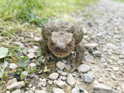 European Toad, De Balij, Pijnacker, Zuid-Holland, NL, photo 8 of 10