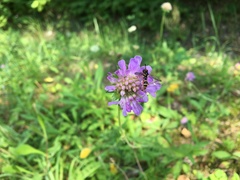 Conops quadrifasciatus